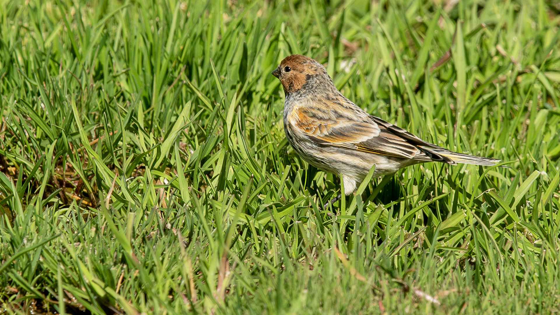 Fire-fronted Serin